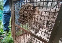 साडवली येथील बिबट्या अखेर वनविभागाच्या जाळ्यात