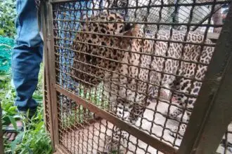 साडवली येथील बिबट्या अखेर वनविभागाच्या जाळ्यात