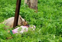 नेवरे येथे विद्यूत तारेचा शॉक लागून दुभत्या गाईचा मृत्यू