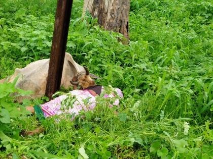 नेवरे येथे विद्यूत तारेचा शॉक लागून दुभत्या गाईचा मृत्यू