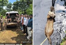 गणपतीपुळे येथे विहिरीत पडलेल्या बिबट्याची सुटका