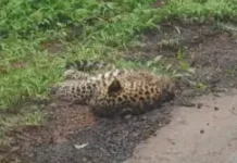 असुर्डे येथे अज्ञात वाहनाच्या धडकेत बिबट्याचा बछडा ठार