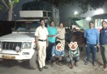 निवधे येथे गुरांची अवैध वाहतूक करणारी बोलेरो ताब्यात