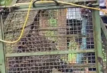 विहिरीत पडलेल्या बिबट्याला वनविभागाने दिले जीवदान