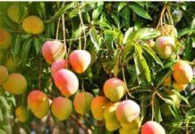 जिल्ह्यातील २७९ बागायतदारांनी उतरवला विमा