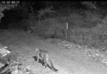 खेडशीत बिबट्याचा मोकाट वावर सुरूच; वन विभागाचे दुर्लक्ष