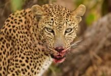 वाटुळमध्ये बिबट्याकडून दुचाकीस्वाराचा थरारक पाठलाग