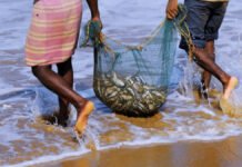 जिल्ह्यात पाचव्या सागरी मत्स्य जनगणनेला प्रारंभ