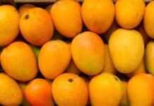 कोकणच्या हापूसचे अस्तित्व कायम राहणार