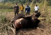 नारडूवे येथे दोन रानगव्यांच्या झुंजीत मादीचा मृत्यू