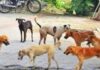 भटक्या कुत्र्यांच्या निर्बीजीकरणाची जबाबदारी ग्रामपंचायत अधिकाऱ्यांवर
