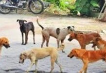 भटक्या कुत्र्यांच्या निर्बीजीकरणाची जबाबदारी ग्रामपंचायत अधिकाऱ्यांवर