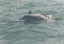 दापोलीच्या निळ्याशार लाटांवर डॉल्फिनचा जलवा