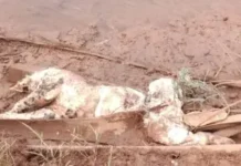 राजापुरातील ‘त्या’ बिबट्याचा मृत्यू फासकीत अडकून