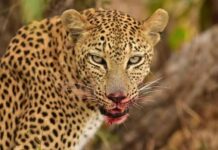 गोठ्यात घुसून बिबट्याने केले गायीला ठार