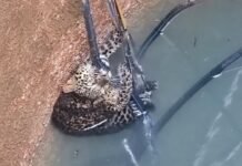 तनाळी रामवाडी येथील विहीरीमध्ये पडलेल्या बिबट्याची सुटका