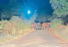 मिरजोळे परिसरात गव्यांमुळे भीतीचे वातावरण