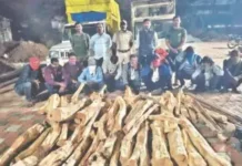 विनापरवाना वृक्षतोड करणाऱ्या 11 जणांवर गुन्हा