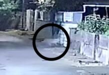 रत्नागिरी शहरात भरवस्तीत बिबट्याचे दर्शन