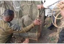 देवरुख परिसरात धुमाकूळ घालणारा बिबट्या जेरबंद; काही तासांतच मृत्यू