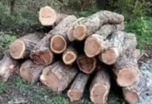 ३ लाख ६० हजाराची खैराची झाडे चोरणाऱ्या विरुद्ध गुन्हा