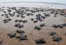 गावखडीत ऑलिव्ह रिडलेची १४०० अंडी संरक्षित