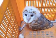 मिऱ्या येथील साळवी कुटुंबाकडून दुर्मिळ प्रजातीच्या घुबड पक्षाला जीवदान