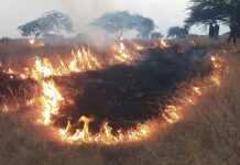 नाखरेतील सलग दुसऱ्या दिवशी वणव्यात दोन बागा जळून खाक