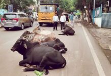 मांडवी नाका येथे उनाड गायीचा महिलेवर हल्ला; महिला गंभीर जखमी