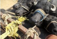 चिपळूणमध्ये अवैध पशुवाहतुकीवर पोलिसांची कारवाई