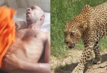 मूर येथे प्राैढावर बिबट्याचा जीवघेणा हल्ला