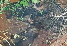 विहिरीत पडलेल्या पाच रानगव्यांना जीवदान