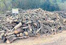 संगमेश्वरात बेसुमार जंगलतोड; कोसुंबमध्ये लाकडाचे ढीग