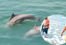 समुद्रात सोडलेल्या डॉल्फिनचा अखेर मृत्यू