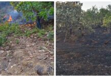 संगमेश्वर कनकाडी परिसरात वणवा; ६०० काजू कलमे जळून खाक