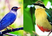 रत्नागिरीत रंगणार पहिले ‘पक्षी मित्र संमेलन’