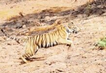 चिपळूणच्या नांदिवसे परिसरात ‘हिरकणी’ वाघिणीची डरकाळी