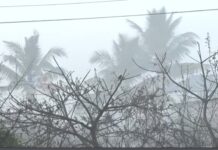 गरमीच्या कालावधीत रत्नागिरीत पसरली धुक्याची चादर