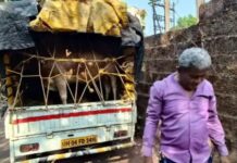 राजापूर येथे गुरांची अवैध वाहतूक पकडली, तिघांविरुद्ध गुन्हा