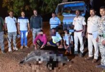 गिमवी येथे रानडुक्कर शिकारप्रकरणी तिघे ताब्यात