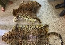 बिबट्याच्या कातड्याची तस्करी उघड; ‘रत्नागिरी कस्टम’कडून चौघांना बेड्या