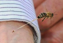 मधमाशांच्या हल्ल्यात प्रौढ जखमी