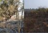 देवधे येथे शेकडो आंबा-काजूची झाडे भस्मसात