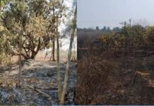 देवधे येथे शेकडो आंबा-काजूची झाडे भस्मसात