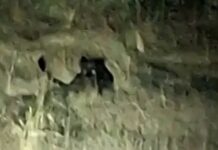 गुहागर खोडदे येथे ब्लॅक पँथरचे दर्शन