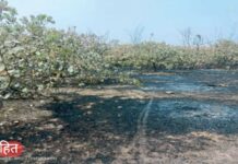 कळंबस्ते येथे बागेला आग; रक्तचंदनासह आंबा-काजूची झाडे जळून खाक