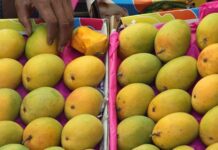 कोकणचा राजा ग्लोबल वॉर्मिंगच्या कचाट्यात!