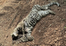 अज्ञात वाहनाच्या धडकेत बिबट्याच्या बछड्याचा मृत्यू