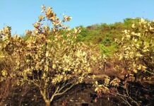 तळवडे येथे वणव्यात काजू बाग जळून खाक