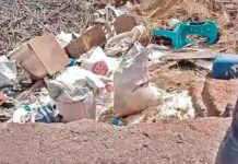 चिरेखाणीतील तांदूळ खाल्याने तीन गुरांचा मृत्यू